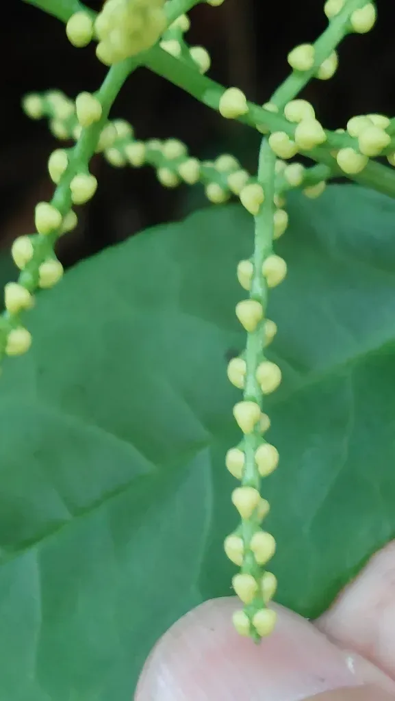 Chloranthus Spicatus