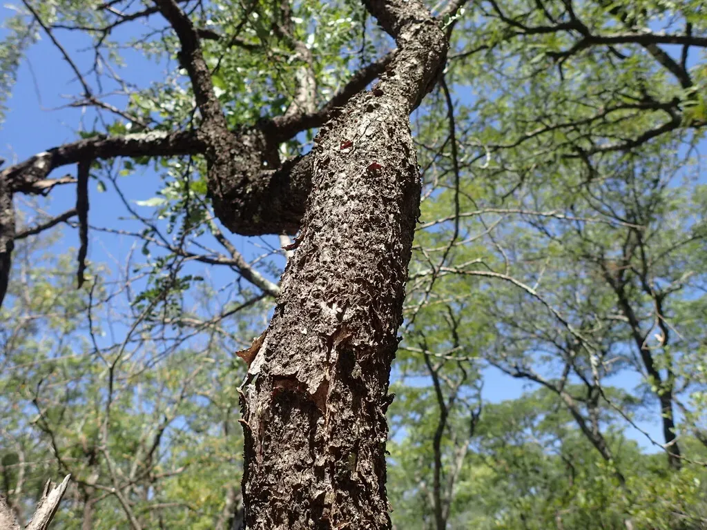 Small Caterpillar-pod