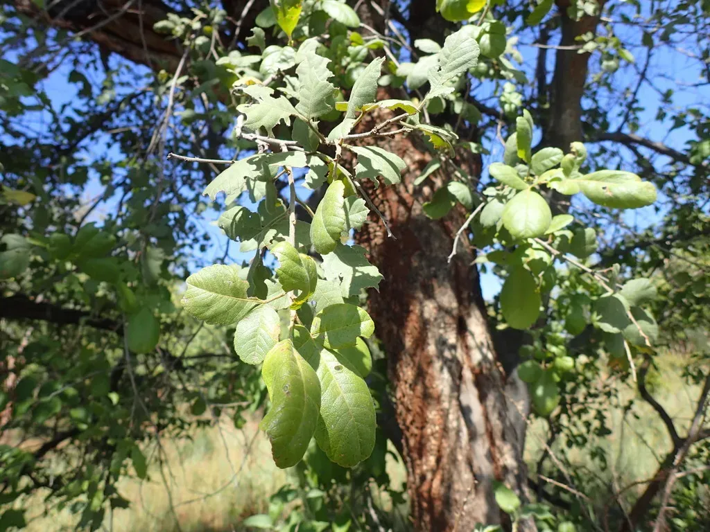Roll-leaf Currantrhus