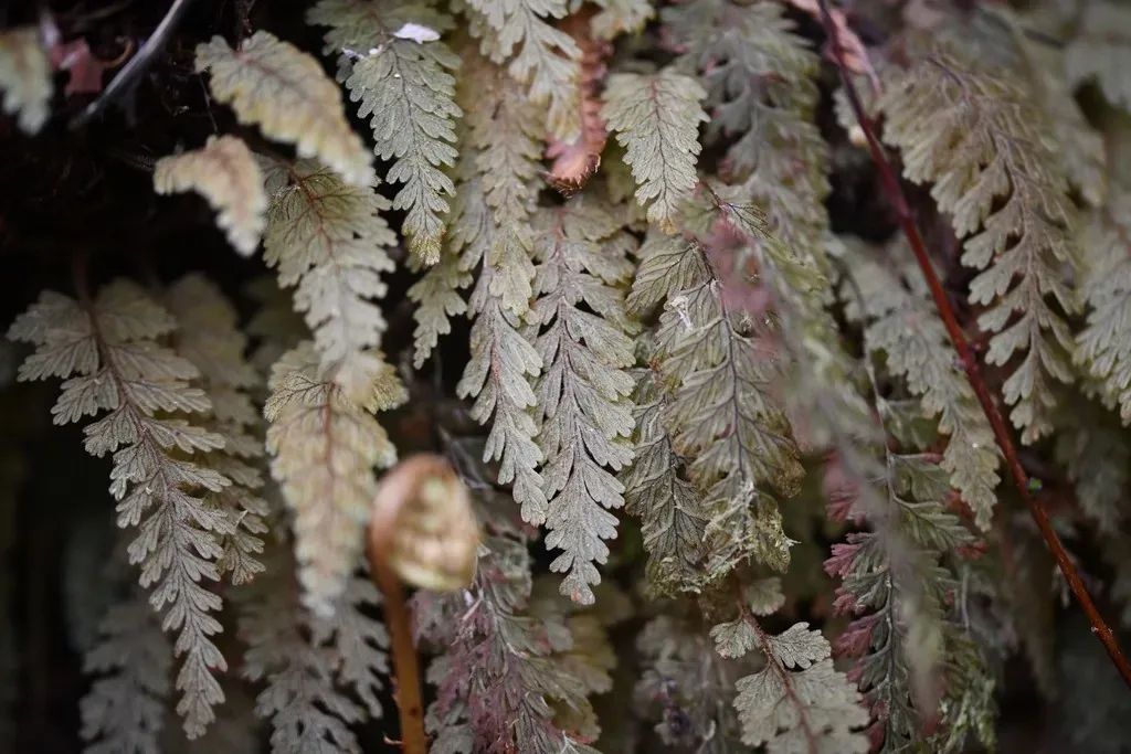 Hymenophyllum Ferrugineum