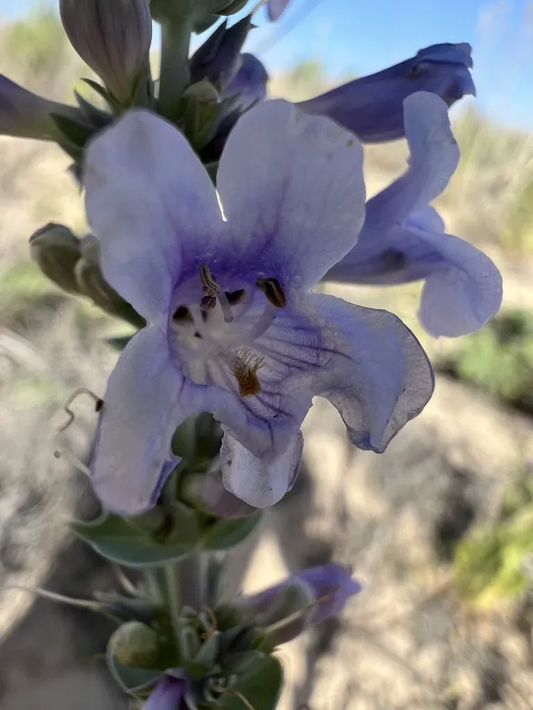 Buckley's Beardtongue