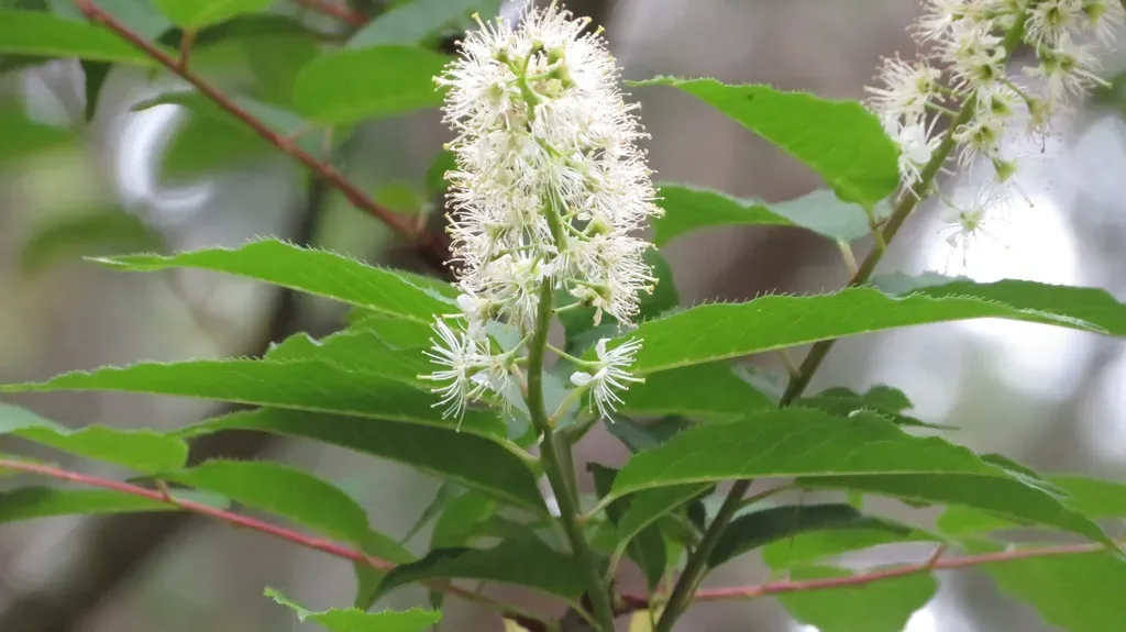 Gray's Bird Cherry