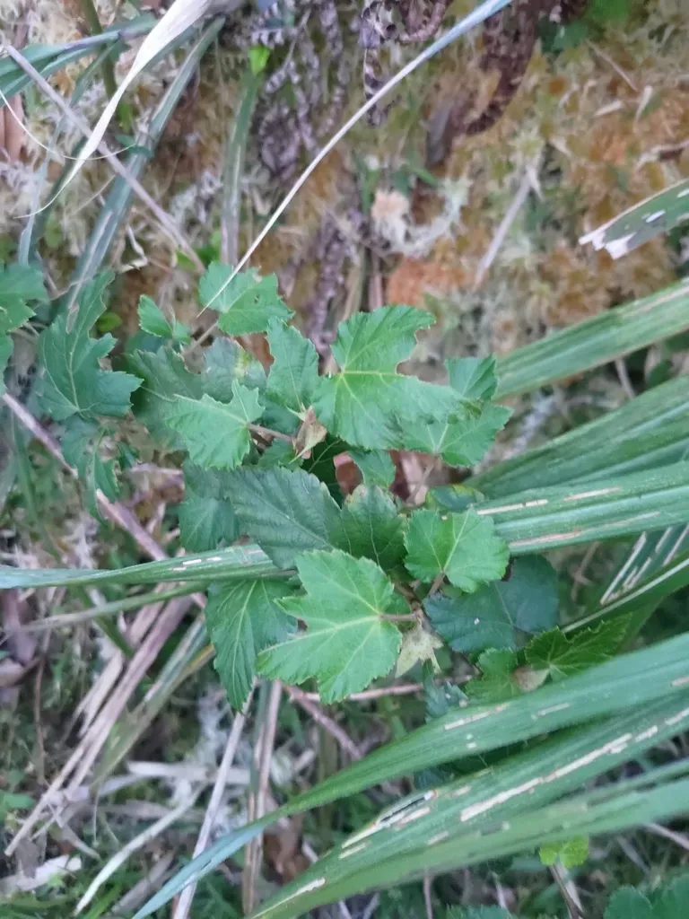 Rubus Taitoensis
