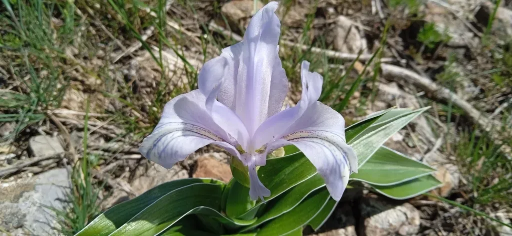 Iris Willmottiana