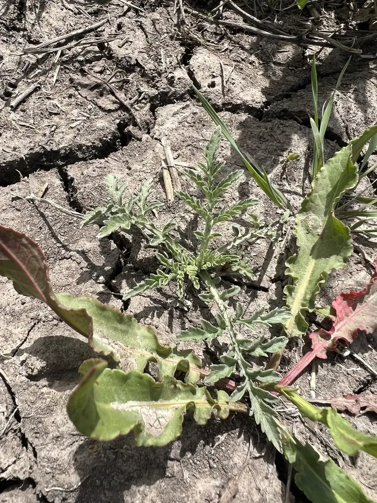 Woollyleaf Bur Ragweed