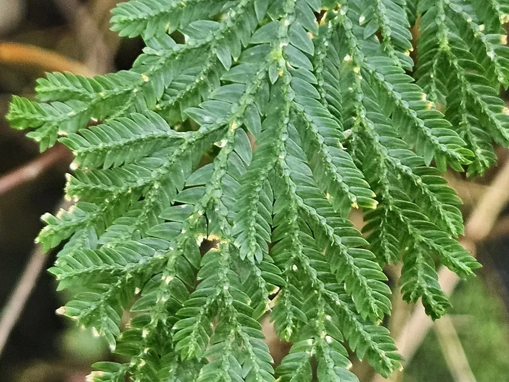 Selaginella Lyallii