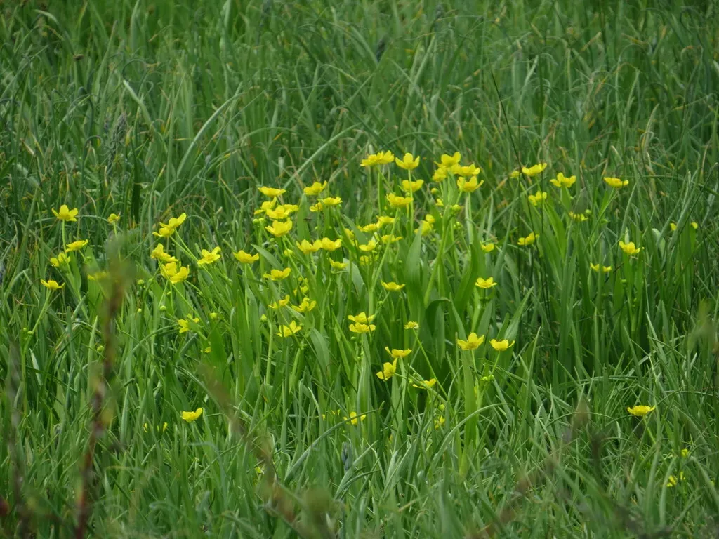 Water-plantain Buttercup