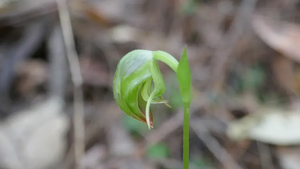 Small Nodding Greenhood