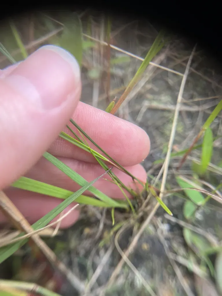 Sisyrinchium Capillare