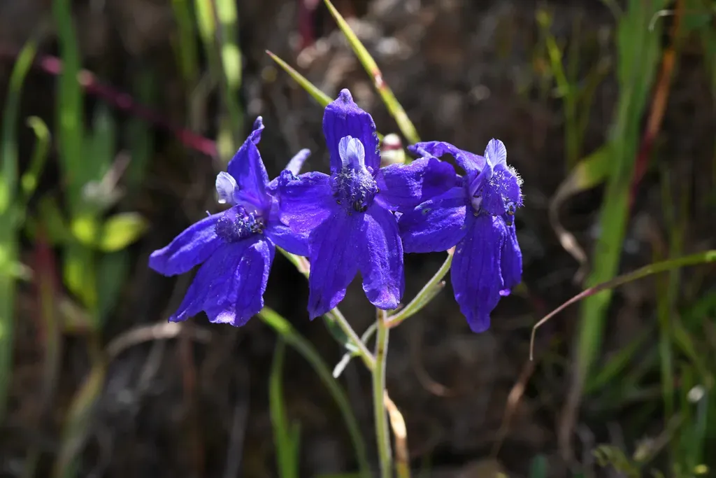 Coastal Larkspur