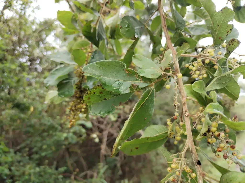 Blunt-leaved Currant