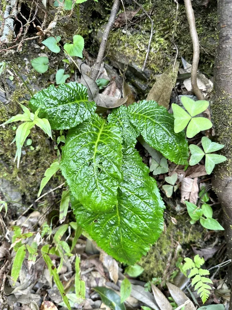 Conandron Ramondioides