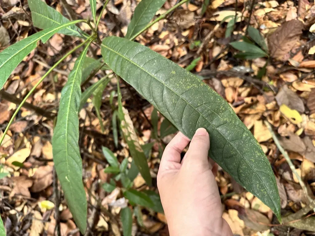 Singaporandia Macrophylla