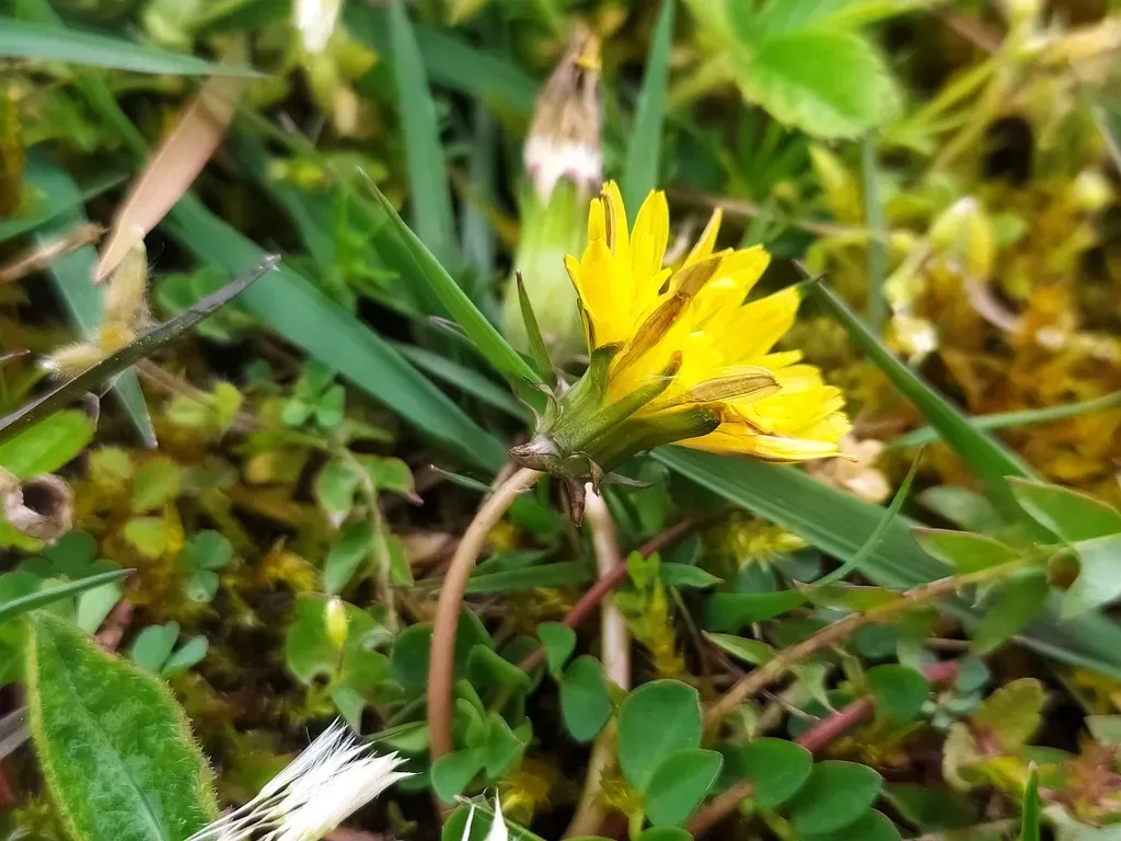 Parnassus Dandelion