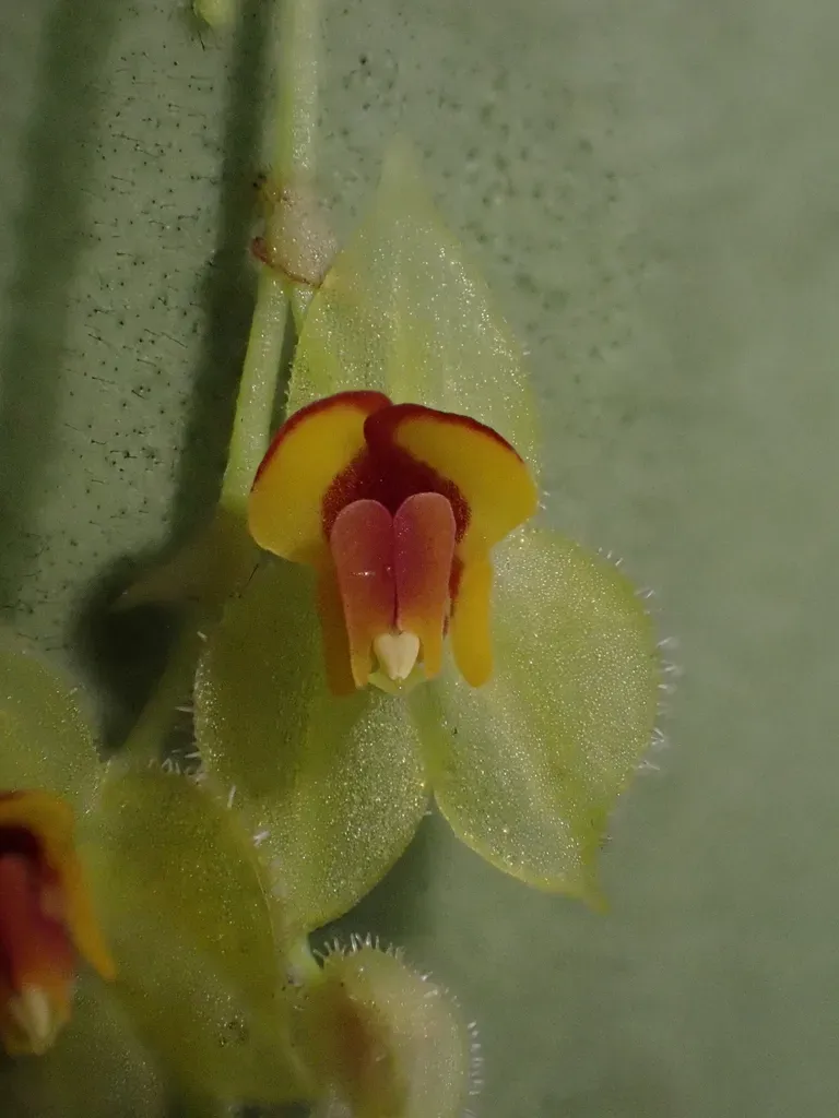 Lepanthes Rhynchion