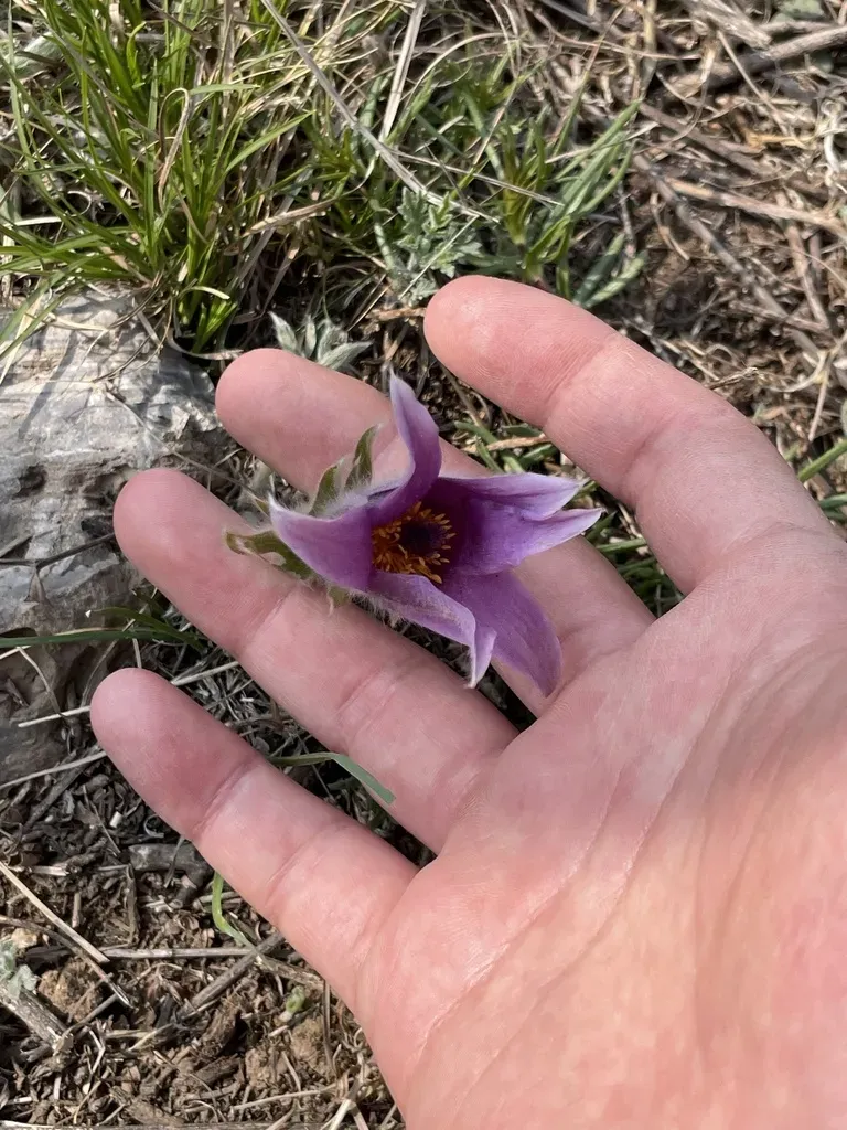Pulsatilla Chinensis