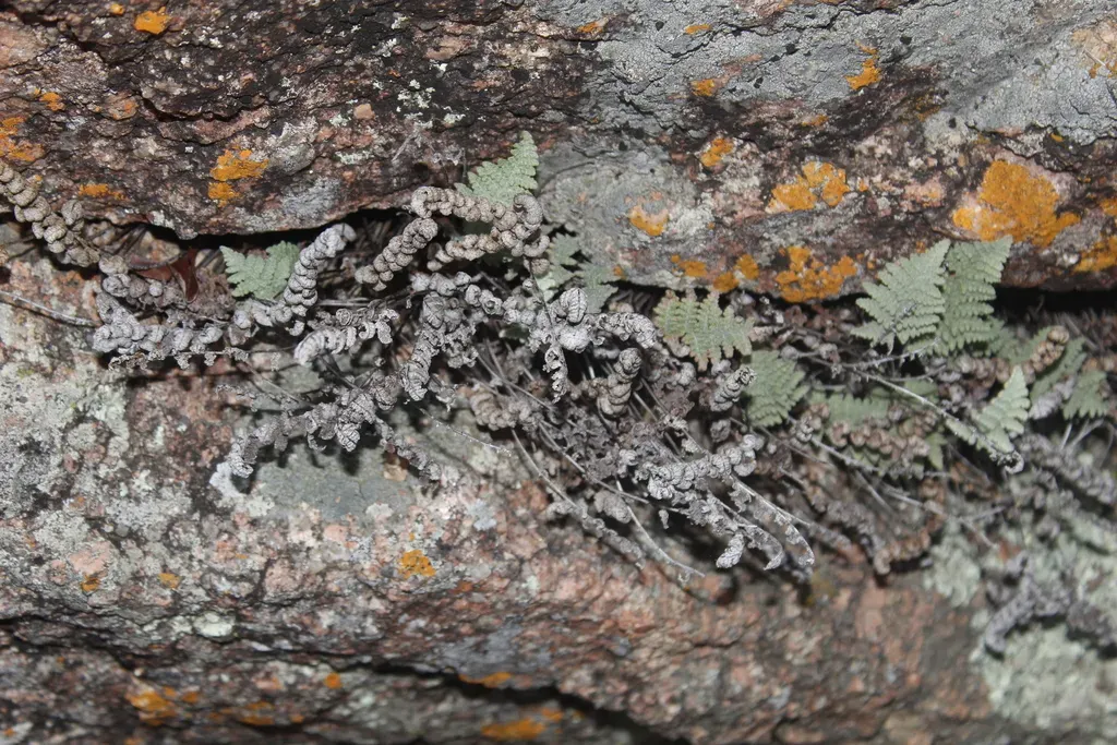 Lindheimer's Lipfern