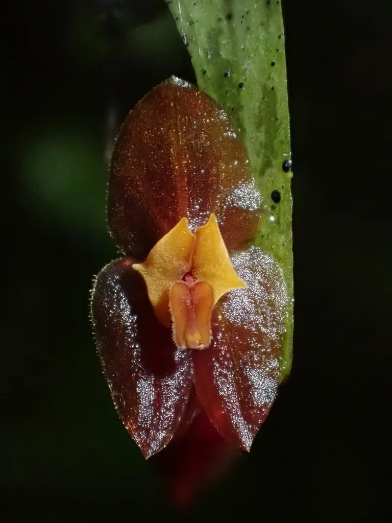 Lepanthes Vespertilio