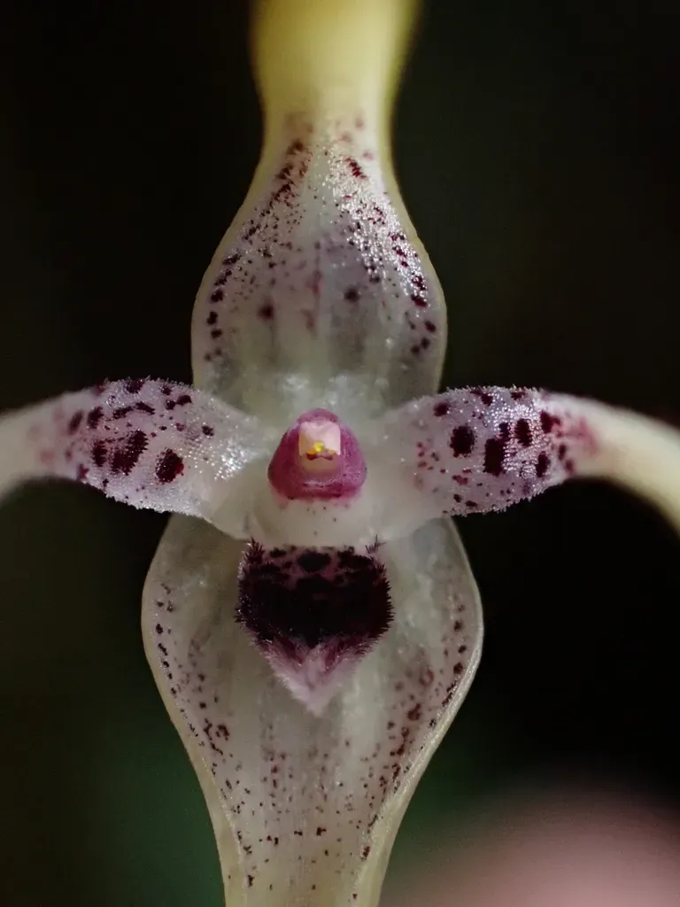 Pleurothallis Dunstervillei