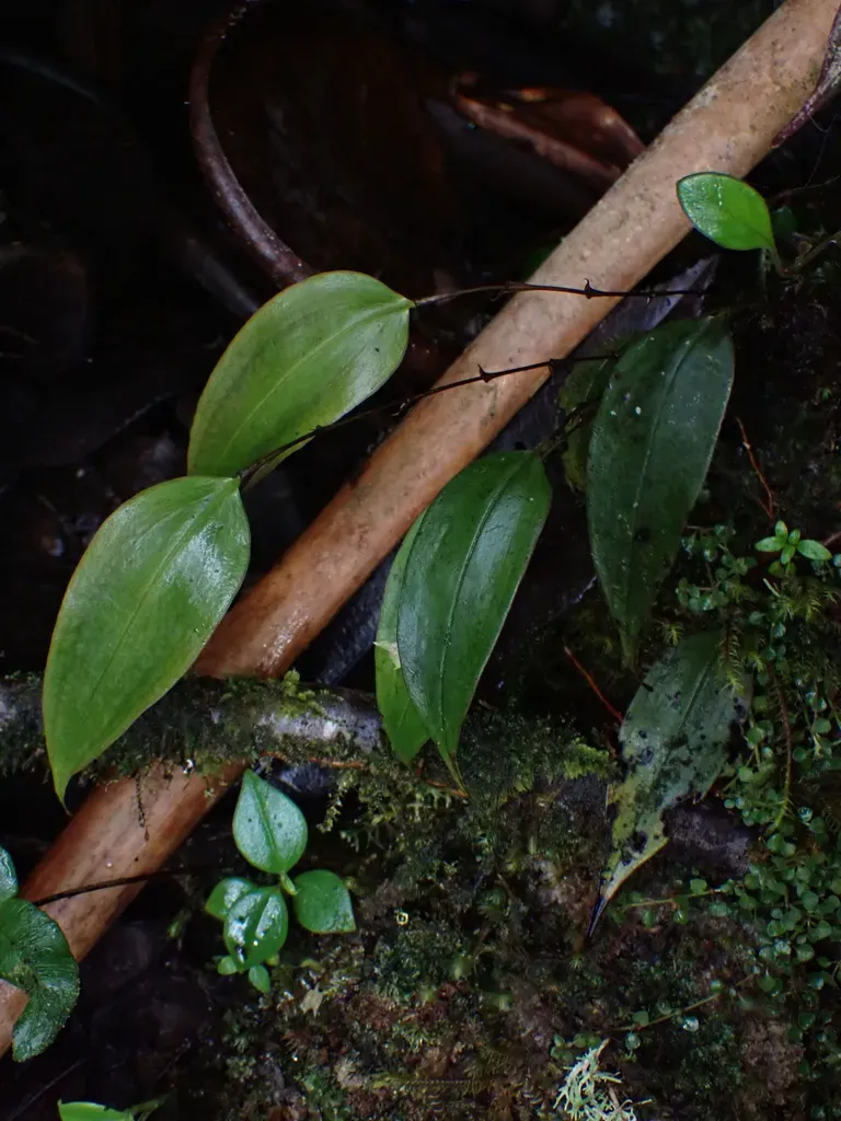Lepanthes Quaternaria