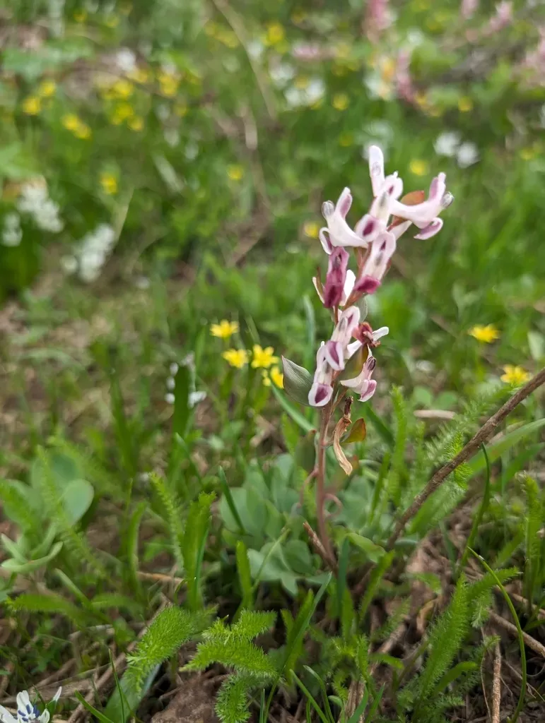 Corydalis Ledebouriana