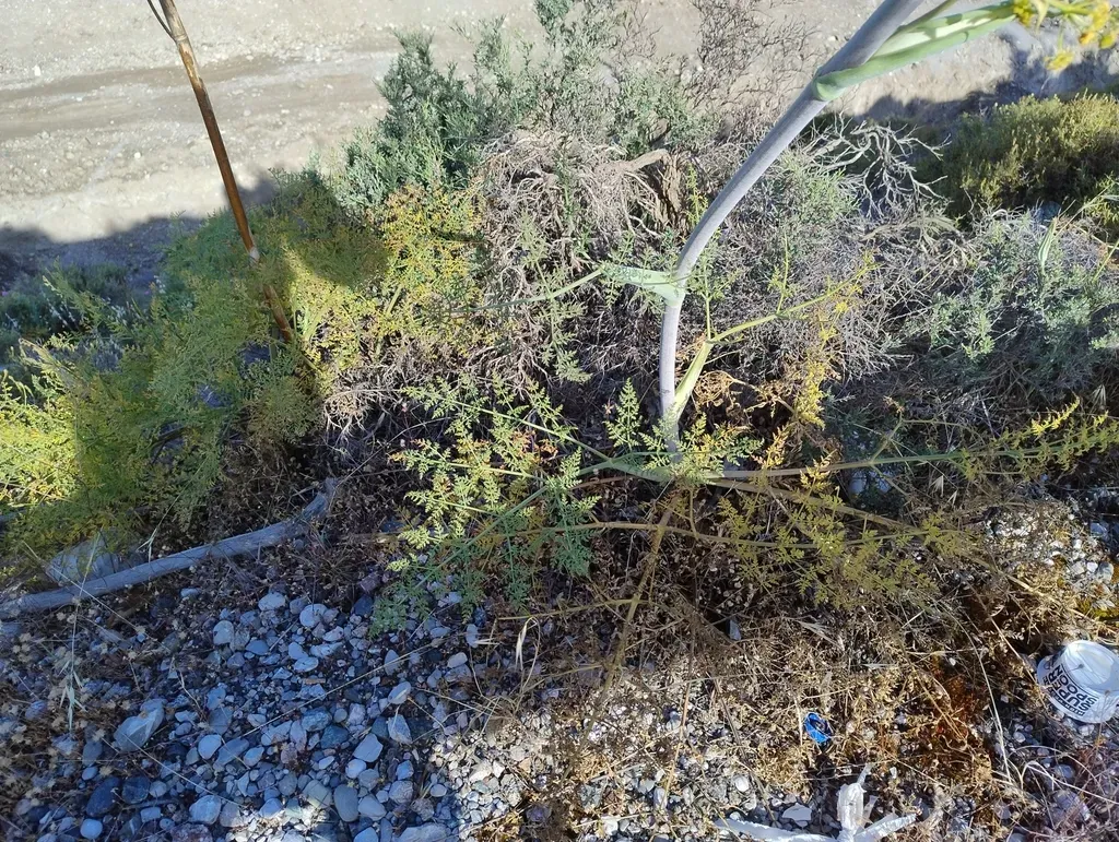 Giant Tangier Fennel