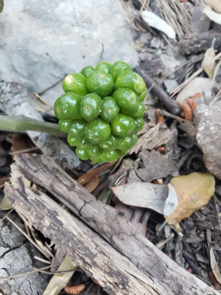 Autumn Arum