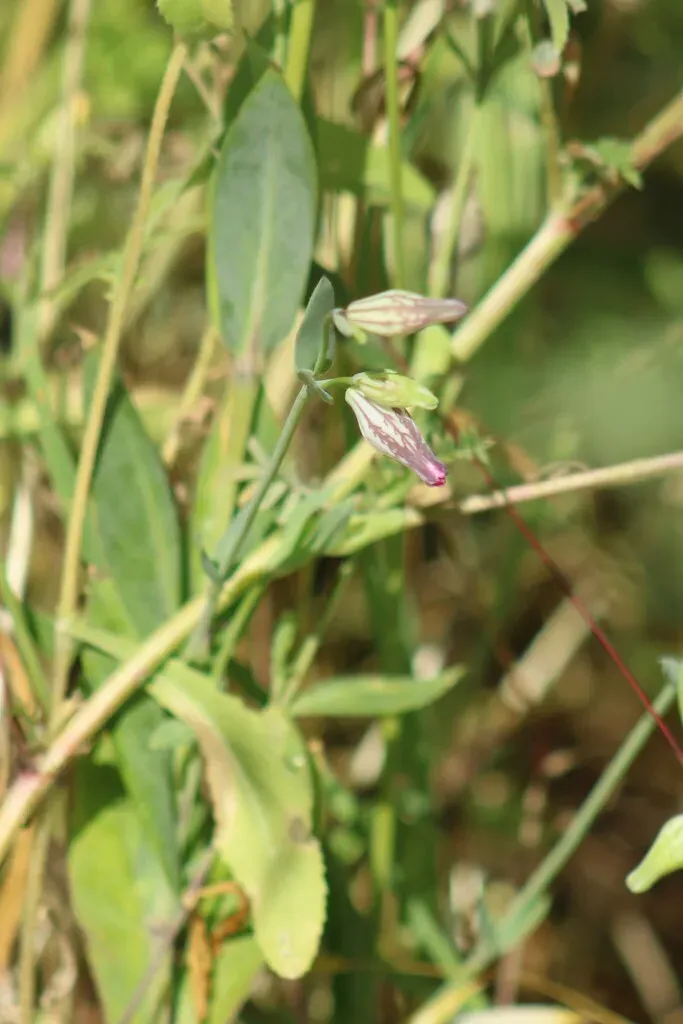 Hairless Catchfly