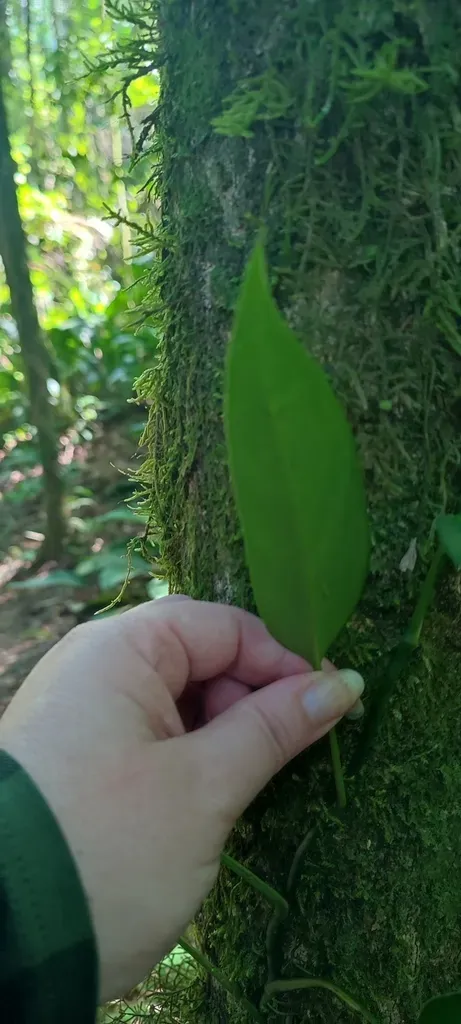 Philodendron Propinquum