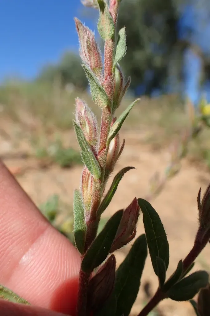 Helianthemum Angustatum