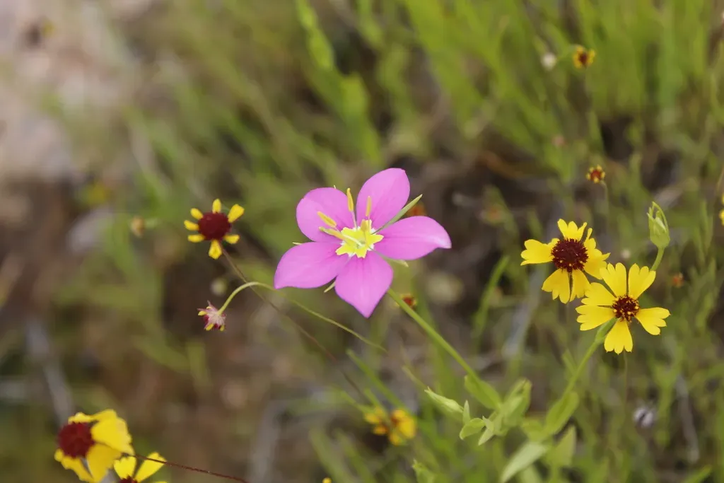 Sabatia Formosa