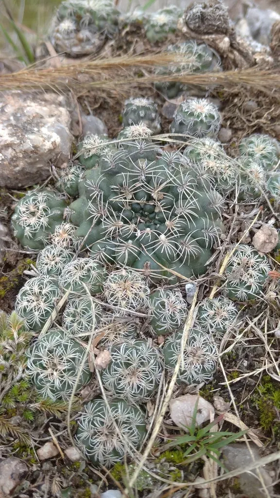 Gymnocalycium Calochlorum