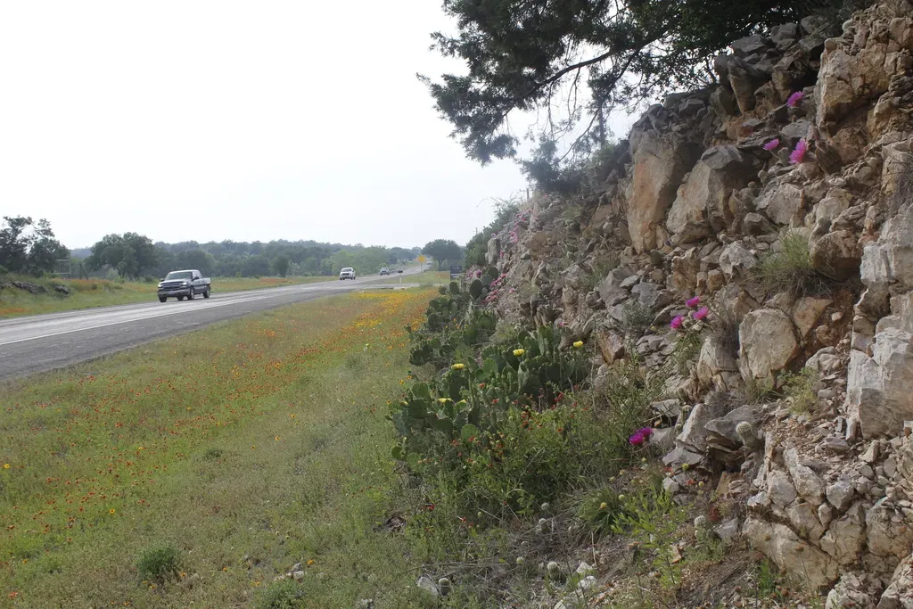 Lace Hedgehog Cactus