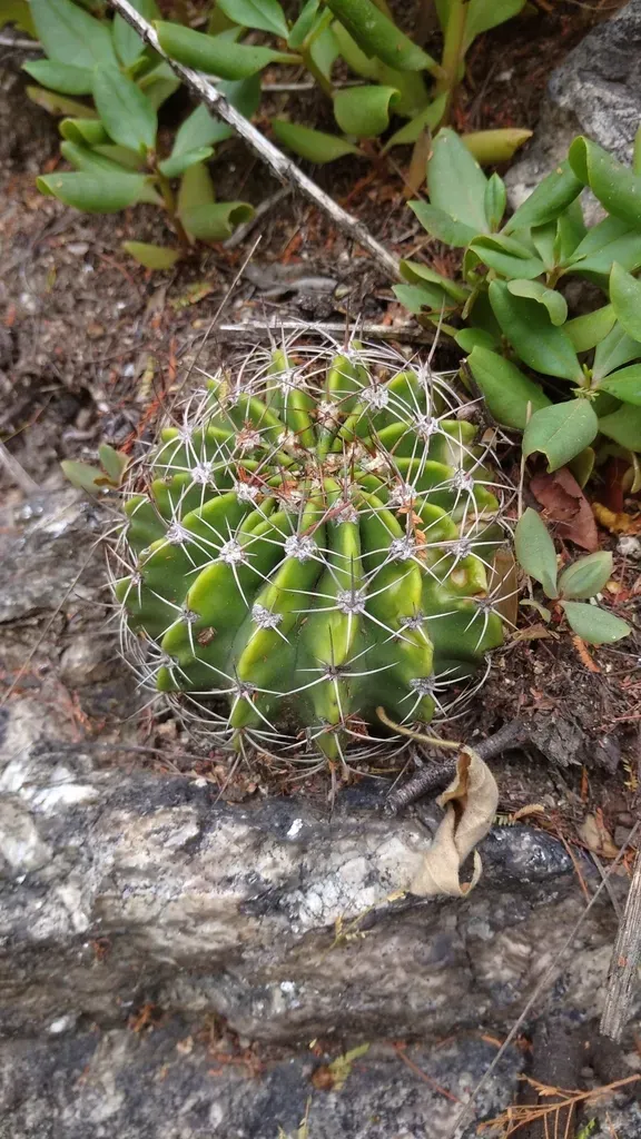 Acanthocalycium Spiniflorum