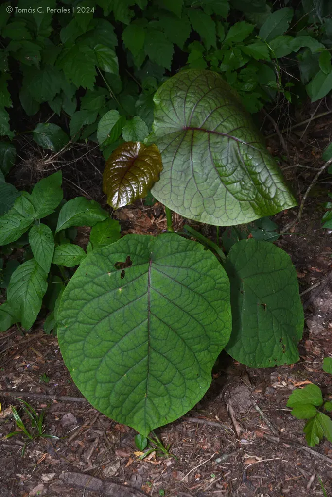 Coccoloba Tiliacea