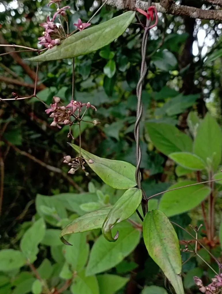 Vincetoxicum Oshimae