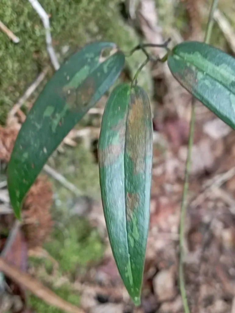 Smilax Elongatoumbellata