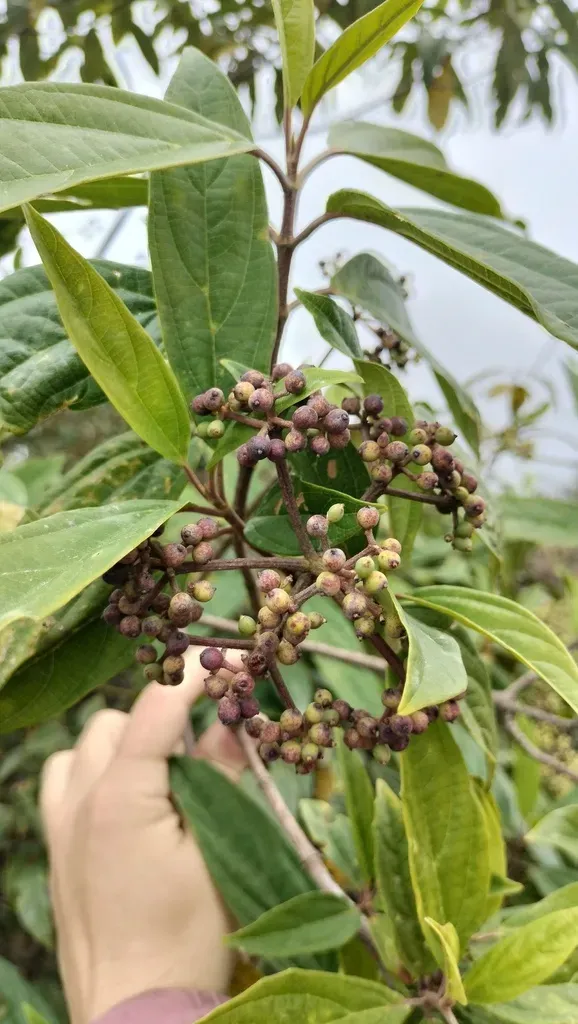 Viburnum Cylindricum