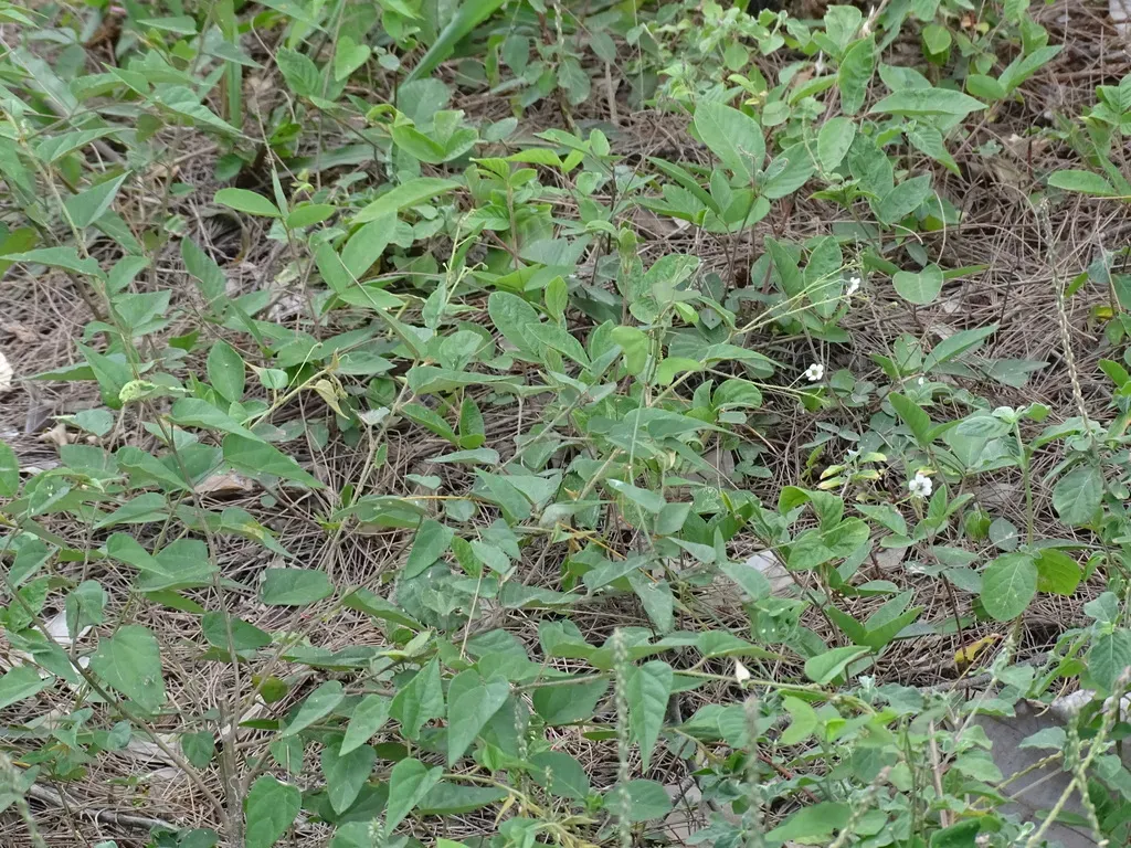 Wissadula Periplocifolia