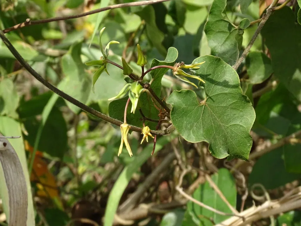 Gonolobus Cteniophorus