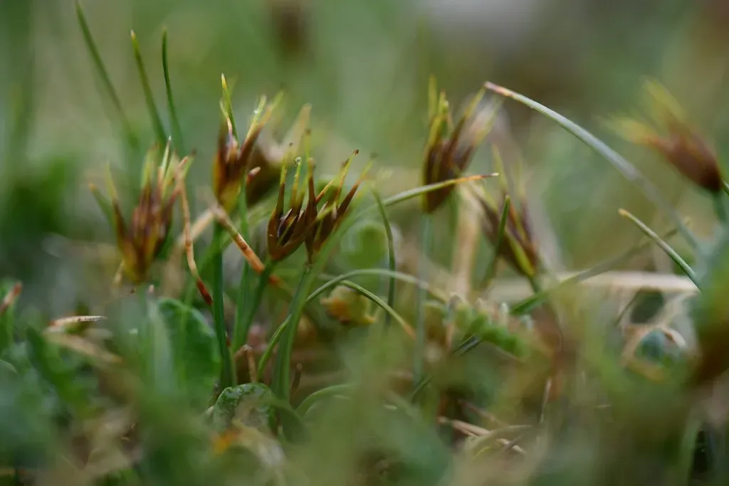 King's Hook-sedge