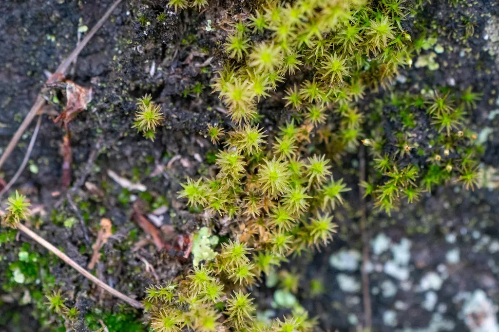 Niphotrichum Japonicum