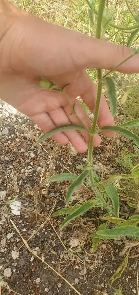 Sideritis Perfoliata