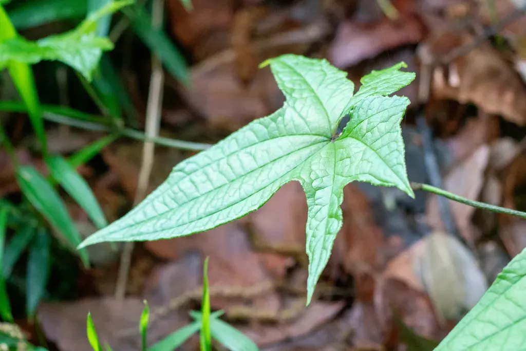 Dioscorea Septemloba