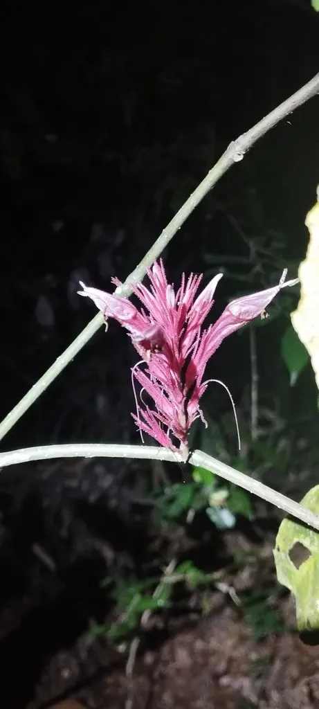 Cyclacanthus Coccineus
