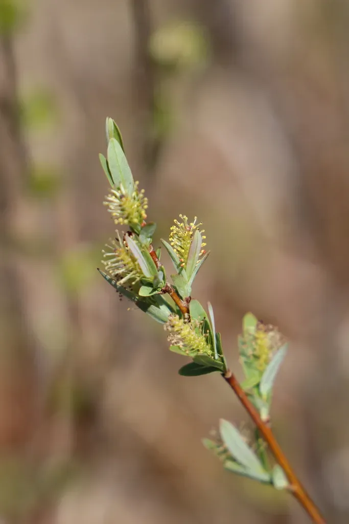 Bog Willow