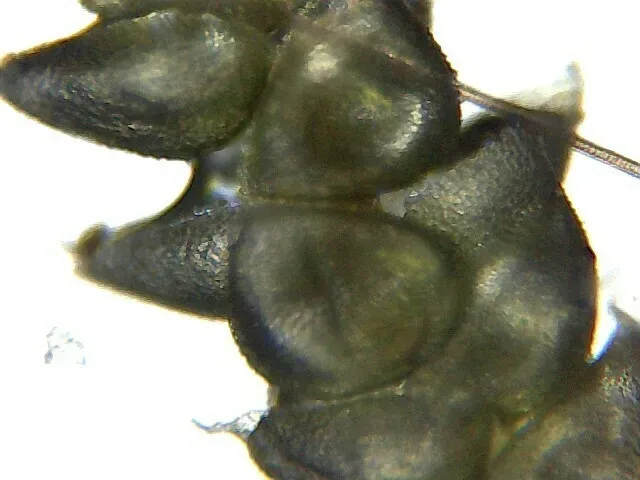 Dwarf Mousetail Moss