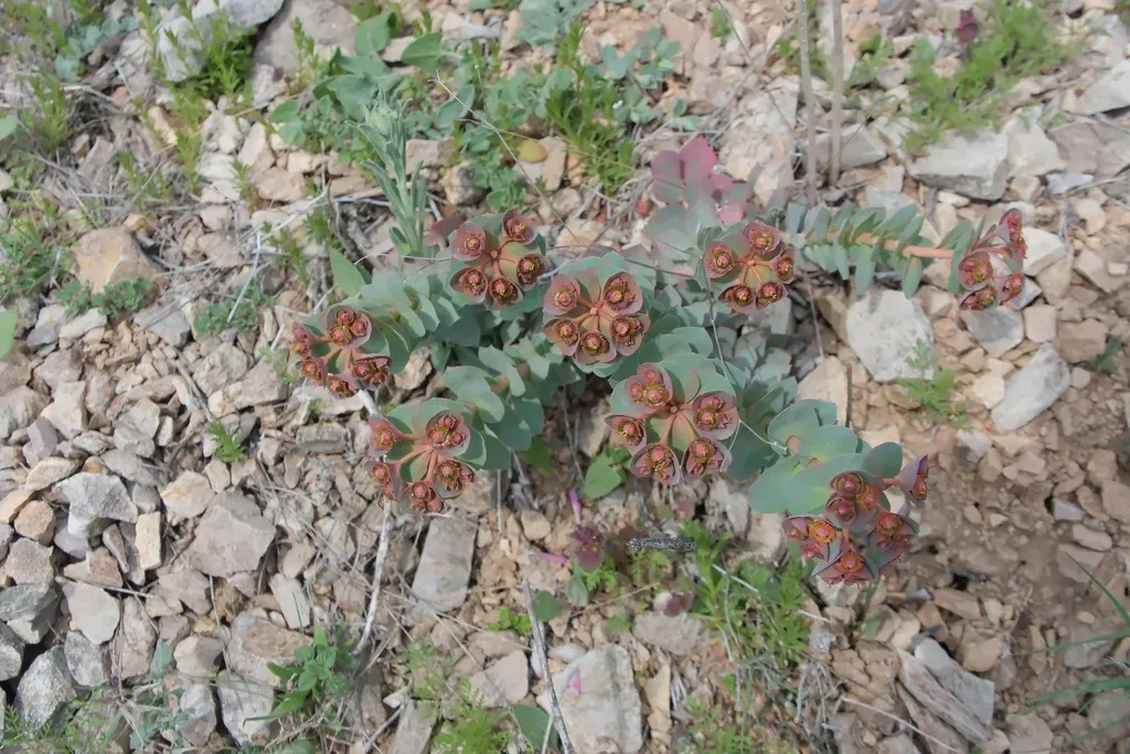 Euphorbia Denticulata