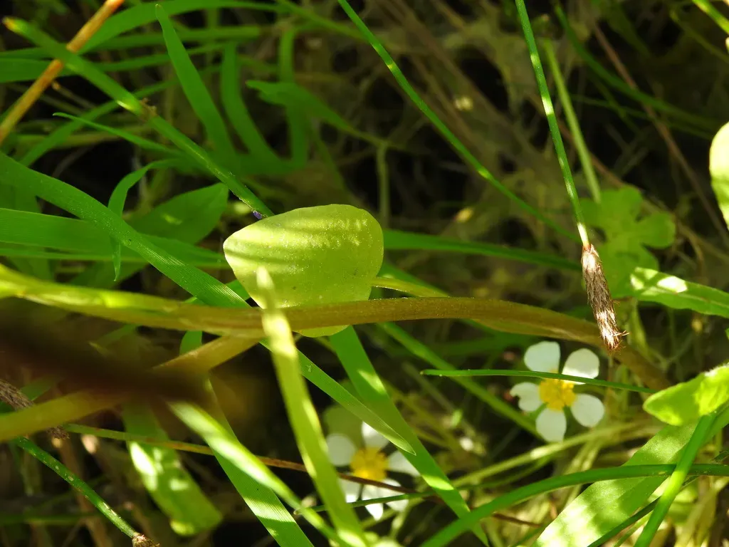 Adder's-tongue Spearwort