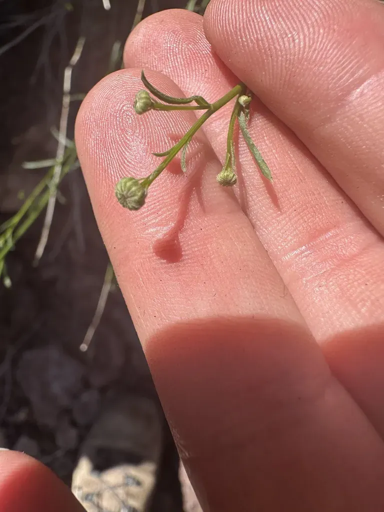 Wand-like Fleabane Daisy